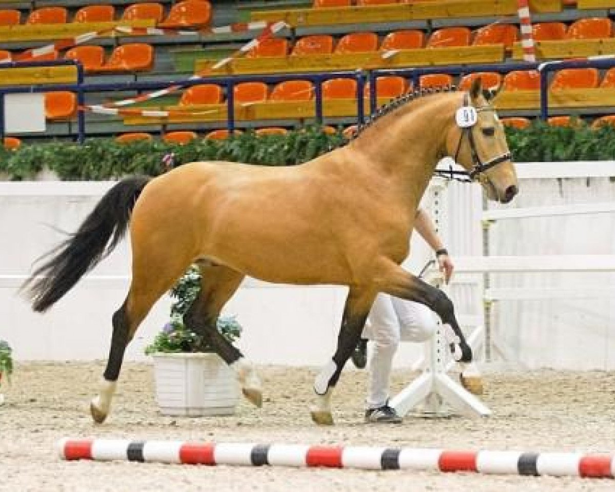 Dressurpferd Steendieks Commender Bond (Deutsches Reitpony, 2010, von FS Chambertin)