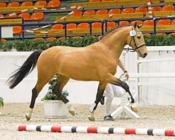 dressage horse Steendieks Commender Bond (German Riding Pony, 2010, from FS Chambertin)