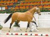 dressage horse Steendieks Commender Bond (German Riding Pony, 2010, from FS Chambertin)