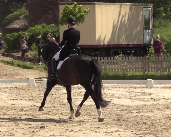 Reitturnier Schülp / Rendsburg 2021