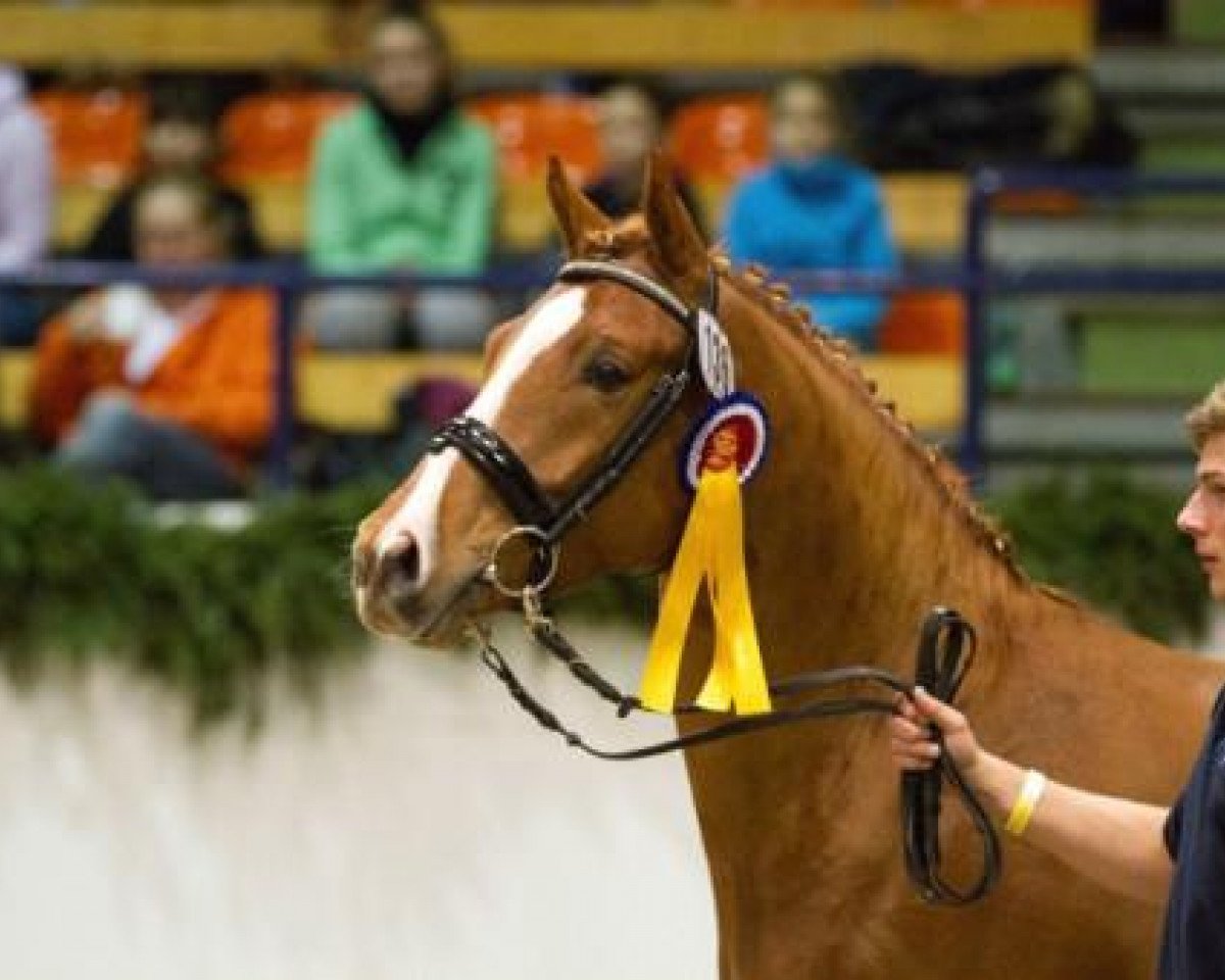 stallion FS Dodge City (German Riding Pony, 2009, from FS Don't Worry)