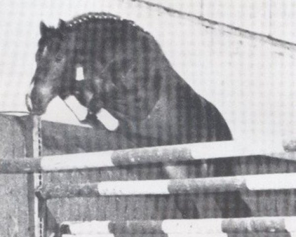 stallion Fantast (Holsteiner, 1973, from Fra Diavolo)