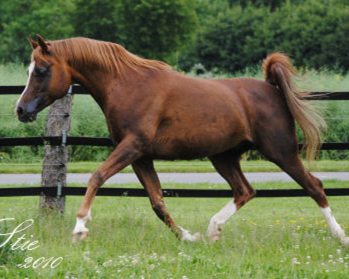 stallion Voshac ox (Arabian purebred, 1993, from Veresk 1983 ox)