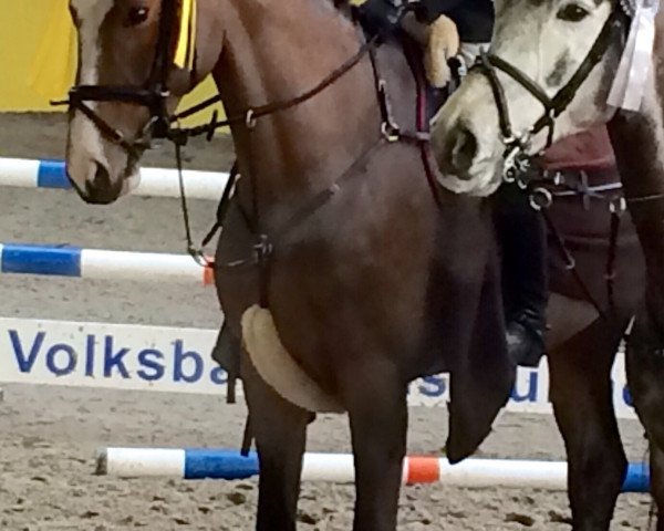 broodmare Charity Lady (Oldenburg show jumper, 2009, from Check In 2)