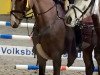 broodmare Charity Lady (Oldenburg show jumper, 2009, from Check In 2)