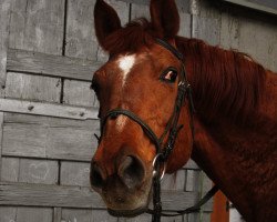 broodmare Maika (Hanoverian, 1992, from Matcho AA)