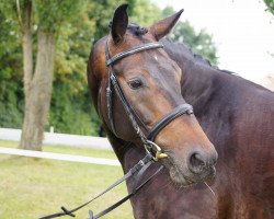 dressage horse Riverdance E (Oldenburg, 2006, from Riverside)