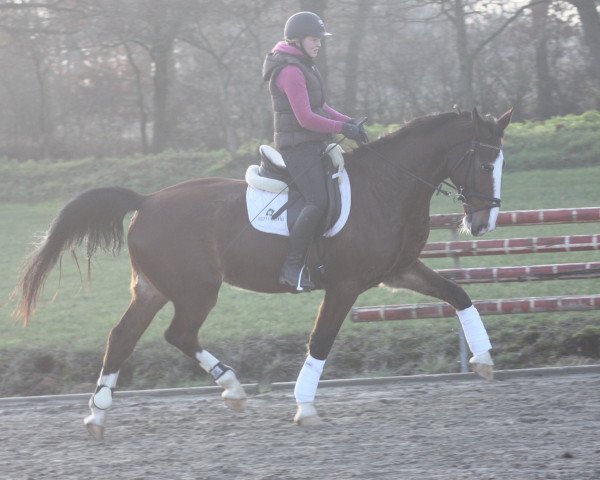 Pferd Elvis (KWPN (Niederländisches Warmblut), 2010)