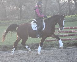 horse Elvis (KWPN (Royal Dutch Sporthorse), 2010)