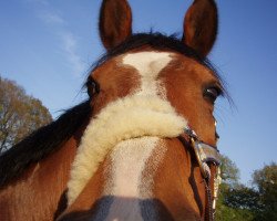 broodmare Najade V (Holsteiner, 1998, from Latus II)