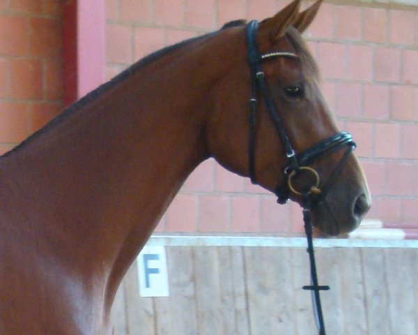 horse Hermine (Hanoverian, 2010, from Hochadel)