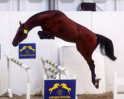 stallion Carrera VDL (KWPN (Royal Dutch Sporthorse), 2006, from VDL Cardento 933)