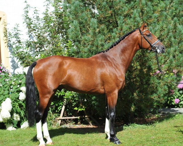 stallion Cajados (Holsteiner, 2009, from Casall Ask)