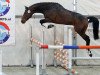 Springpferd Gladstone VDL (Nederlands Rijpaarden en Pony, 2011, von VDL Bubalu)