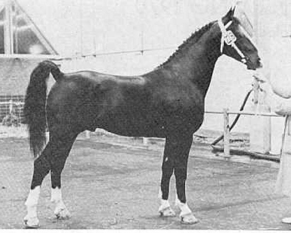 Deckhengst Hugo (Koninklijk Warmbloed Paardenstamboek Nederland (KWPN), 1966, von Oregon)