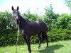 dressage horse Lesly 18 (Oldenburg, 1996, from Leggiero)