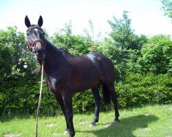 dressage horse Lesly 18 (Oldenburg, 1996, from Leggiero)