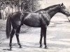 stallion Lugansk xx (Thoroughbred, 1963, from Garnir xx)