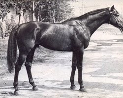 stallion Lugansk xx (Thoroughbred, 1963, from Garnir xx)