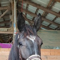 dressage horse Second Navarro P (Hanoverian, 2019, from Blue Hors St. Schufro)