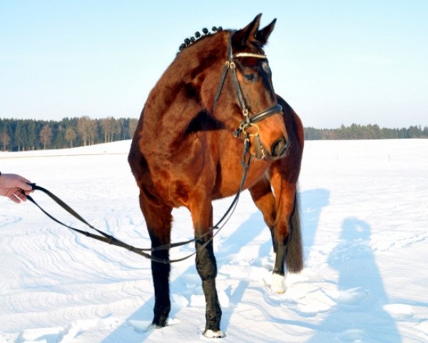 dressage horse Belissimo (Bavarian, 2010, from Blickpunkt 4)