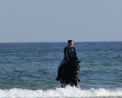 dressage horse Funks Luxus (German Warmblood, 2006, from Luxelot)