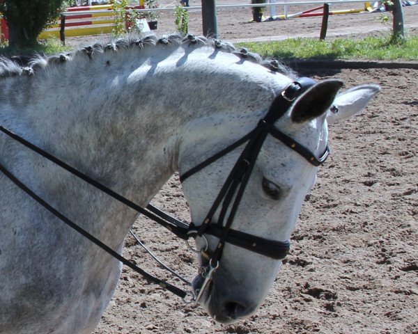 dressage horse Saluca (German Sport Horse, 2004, from Samba Hit I)