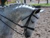 dressage horse Saluca (German Sport Horse, 2004, from Samba Hit I)