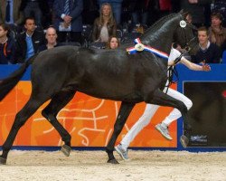 Glamourdale (Royal Warmblood Studbook of the Netherlands (KWPN), 2011, of Lord Leatherdale)