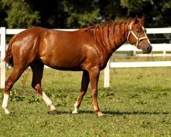 broodmare Jacs Lil Jaguar (Quarter Horse, 2010, from Jacs on Top)