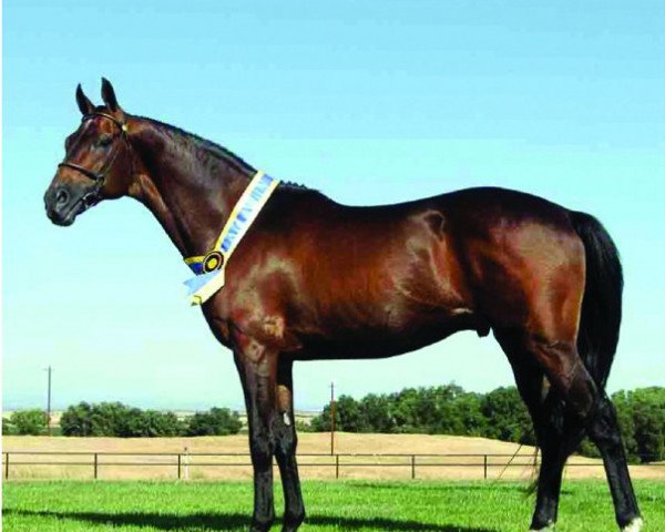 stallion Coconut Grove xx (Thoroughbred, 1987, from Dare To Pet xx)
