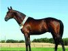 stallion Coconut Grove xx (Thoroughbred, 1987, from Dare To Pet xx)