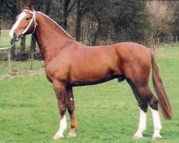 stallion Galant (Gelderland, 1988, from Theoloog)