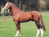 stallion Galant (Gelderland, 1988, from Theoloog)