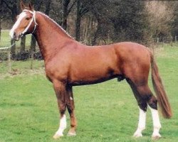 stallion Galant (Gelderland, 1988, from Theoloog)