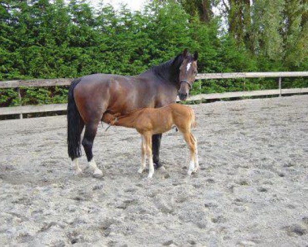 Zuchtstute Eveline (KWPN (Niederländisches Warmblut), 1986, von Theoloog)