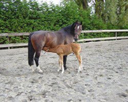 broodmare Eveline (KWPN (Royal Dutch Sporthorse), 1986, from Theoloog)