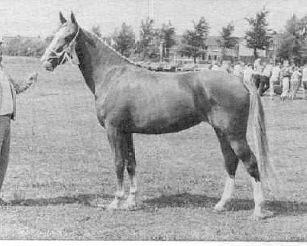 horse Cealoog (KWPN (Royal Dutch Sporthorse), 1984, from Theoloog)