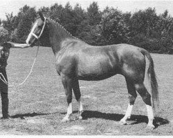 horse Adriana (KWPN (Royal Dutch Sporthorse), 1982, from Theoloog)