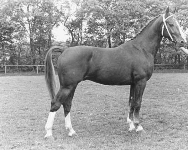 stallion Theoloog (Gelderland, 1977, from Marconi)