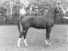 stallion Theoloog (Gelderland, 1977, from Marconi)