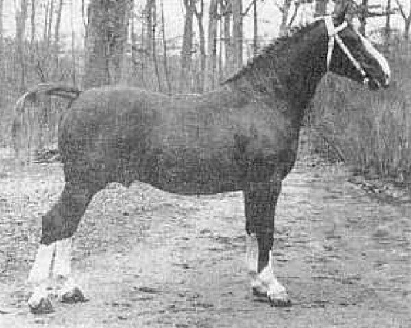 stallion Norking (Gelderland, 1949, from L'Invasion AN)
