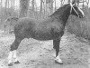 stallion Norking (Gelderland, 1949, from L'Invasion AN)