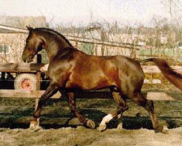 stallion Zichem (Gelderland, 1981, from Gondelier)