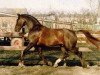 stallion Zichem (Gelderland, 1981, from Gondelier)