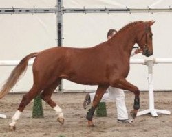 dressage horse Floris (KWPN (Royal Dutch Sporthorse), 2010, from Negro)