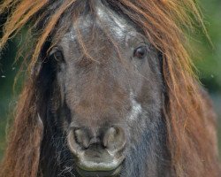 Pferd Flicka (Shetland Pony (unter 87 cm), 1998, von Kenstone Icarus)