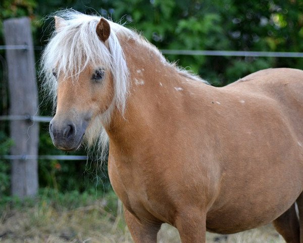 broodmare Bonita von Bertringa (Dt.Part-bred Shetland pony, 2007, from Wantsley Barnaby)