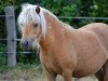 broodmare Bonita von Bertringa (Dt.Part-bred Shetland pony, 2007, from Wantsley Barnaby)