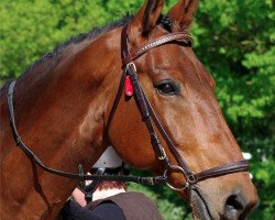 Pferd Aigle W (KWPN (Niederländisches Warmblut), 2005, von Germus R)